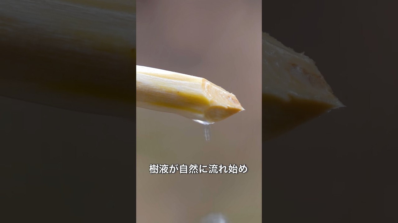 木の皮を削る理由