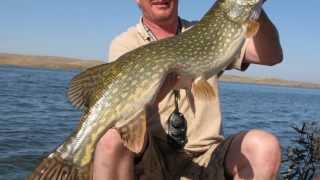 preview picture of video 'GROS BROCHETS en ESPAGNE avec le PREDATORS FISHING CAMP sur le lac Garcia Sola.'