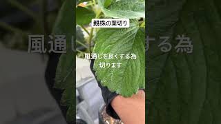 親株の葉切り2025.6.2 #農業 #農協 #いちご