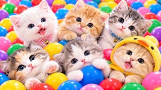Download lagu ANAK KUCING MEONG MEONG | Lagu Anak Anak | Lagu Anak Indonesia Populer Si Meong Kucing Lucu mp3