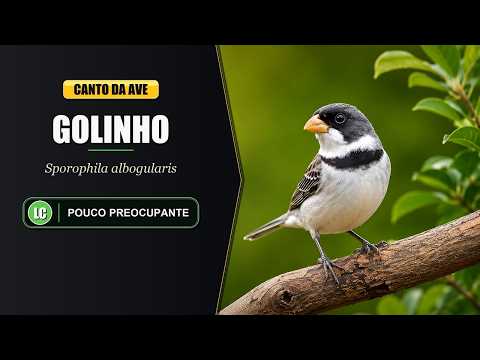 Kňažík bielohrdlý (Sporophila albogularis) — video o speve a chove