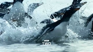 Atlantic: The Wildest Ocean on Earth - Trailer - BBC Two