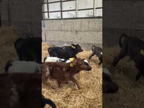 Calves playing on a fresh bed