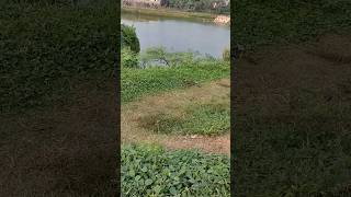 Download lagu Arti lirik Wahdana #shorts mp3