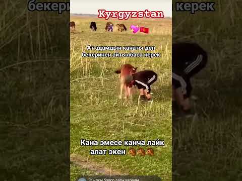 Ат адамдын канаты!!!#кок бору#улакчы Манас#жылкы