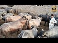 Buffalo Meeting First Time In Village Horizon Buffalo