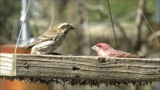 Purple Finches At Platform Feeder 2017