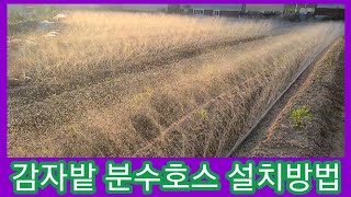 가을홍감자밭 분수호스 설치 관수~ 가을감자 재배방법,홍감자,홍심이 카스테라감자 귀농귀촌 전원일기 주말농장 텃…