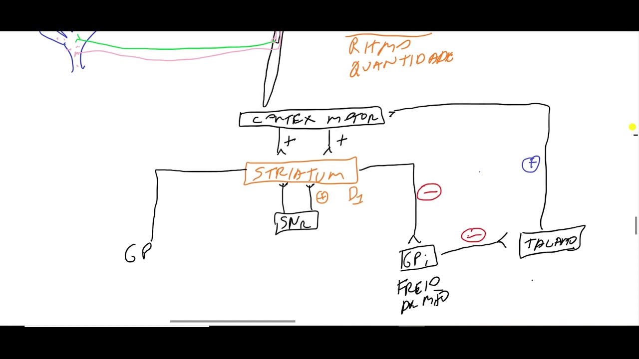 MOTRICIDADE (5-NÚCLEOS DA BASE)
