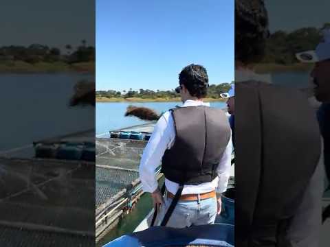 Trato e manejo de tilápias na Picicultura Paraíso Três Ranchos Goiás engorda de tilápias. #peixes