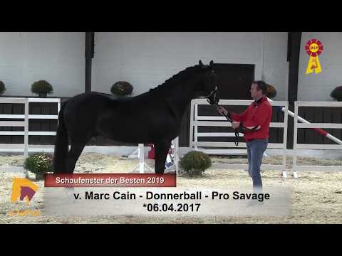 14 Marc Cain - Donnerball