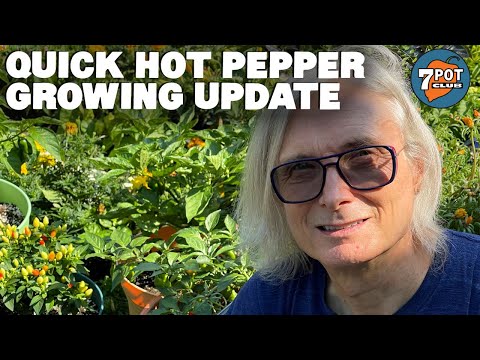 Quick 2021 Hot Pepper Grow Season Update