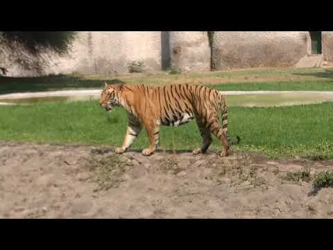 Satbir zoo chandigarh