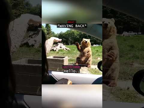 When a Bear Made an Incredible Catch...