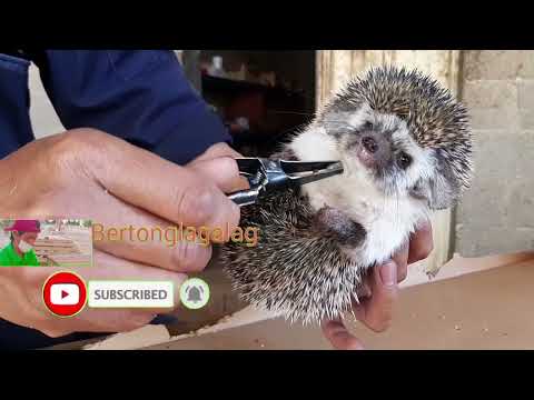 young hedgehog angry when i pulling out her second big ticks