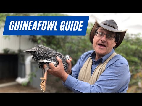 Master Breeder S Warning About Guineafowl
