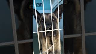 Video preview image #1 German Shepherd Dog-Unknown Mix Puppy For Sale in Pasadena, CA, USA