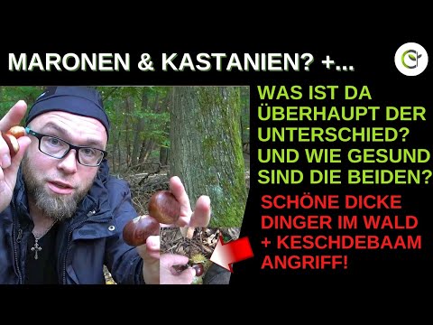 Maronen, Kastanien und Rosskastanien worin bestehen die Unterschiede und welche sind gesünder?