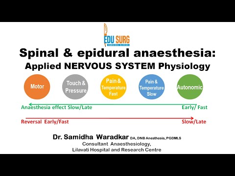 Applied physiology - Nervous system simplified - spinal / Epidural anesthesia - Edusurg Clinics