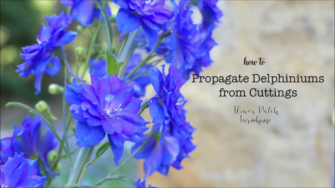 How to take Delphinium Cuttings to Root