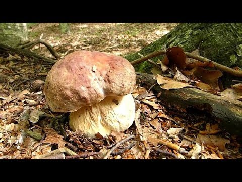 Kneginje i Vrganji (Amanita caesarea - Boletus reticulatus..)