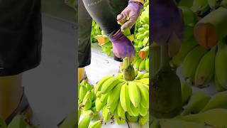 Download lagu Cutting and separating green banana hands from a large cluster using a curved knife mp3 Download lagu Cutting and separating green banana hands from a large cluster using a curved knife mp3