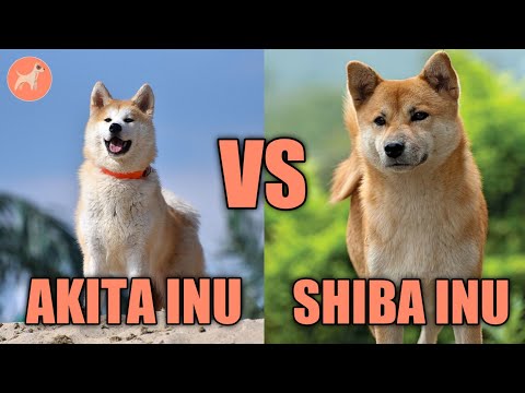 Akita Inu vs Shiba Inu: Which Dog Breed Is Right For You?