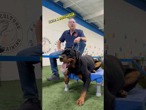 ⚠️Rottweiler survival guide!⚠️