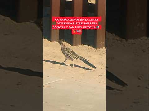 CORRECAMINOS EN LA LINEA DIVISORIA ENTRE SAN LUIS SONORA Y ARIZONA 🇲🇽🇺🇸 #coyote #bugsbunny #pelicula