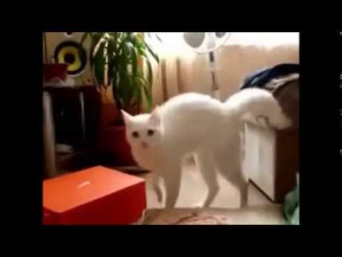 Funny Cats Videos Compilation