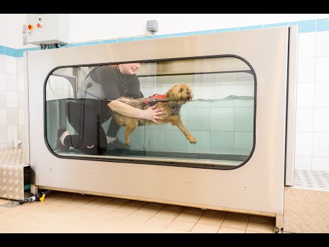 Canine Physiotherapy + Clinical Hydrotherapy