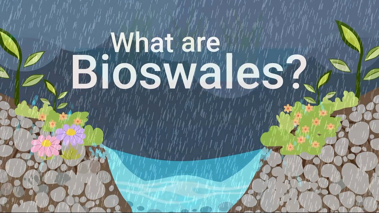 What Are Bioswales?
