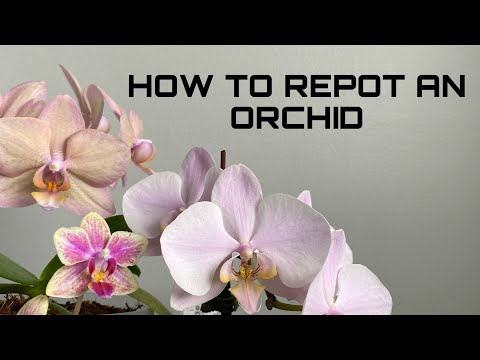 How to Repot an Orchid || IN-DEPTH Phalaenopsis Orchid Repotting for Beginners!