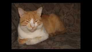 MINICOVER ALGO TIENES - MARTA SANCHEZ