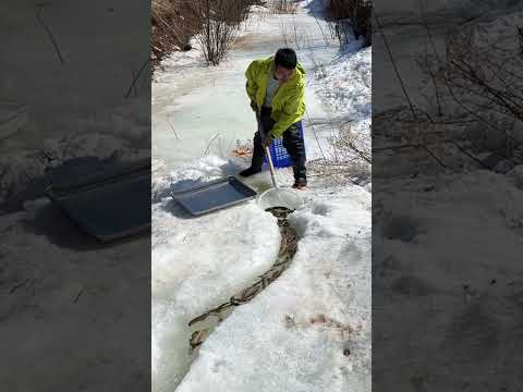 Fish Catching idea for new fisherman #fish #nature