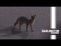 Fox visits Darlington Raceway | NASCAR
