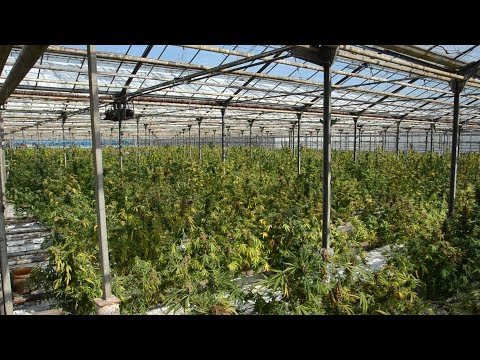 За вирощування плантації коноплі на Прикарпатті зловмисникам загрожує до 12 років за гратами. ВІДЕО