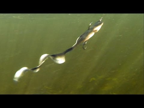 Soft-baits lures action underwater. Pike perch zander bass fishing. Рыбалка твистер щука окунь судак