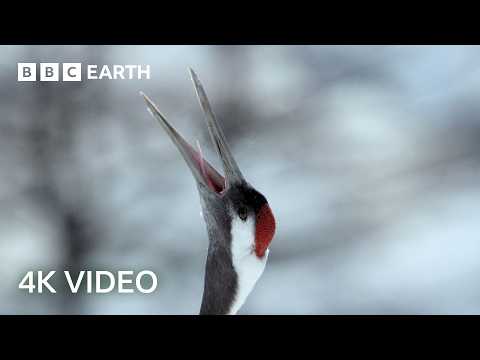 The Remarkable Recovery of Hokkaido's Red-Crowned Cranes | 4K UHD | Wild Japan | BBC Earth