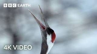 The Remarkable Recovery of Hokkaido's Red-Crowned Cranes | 4K UHD | Wild Japan | BBC Earth