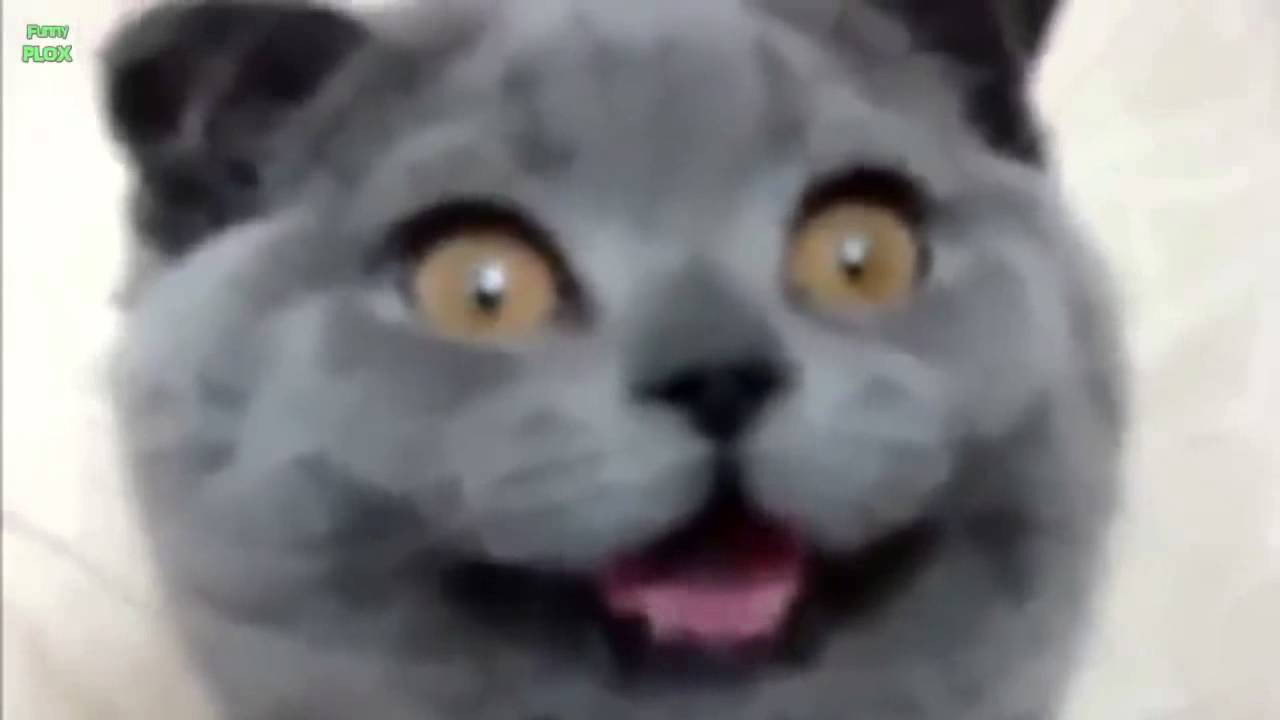 Animals Making Funny Faces Compilation 2013