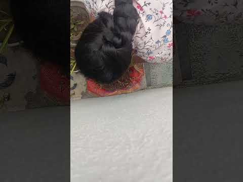 komala tho gongura grow chestunna