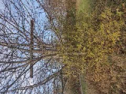 DIE QUANTENPHYSIK DES STERNERNENSTAUBS(QUANTENMECHANIK DER UNSTERBLICHKEIT)