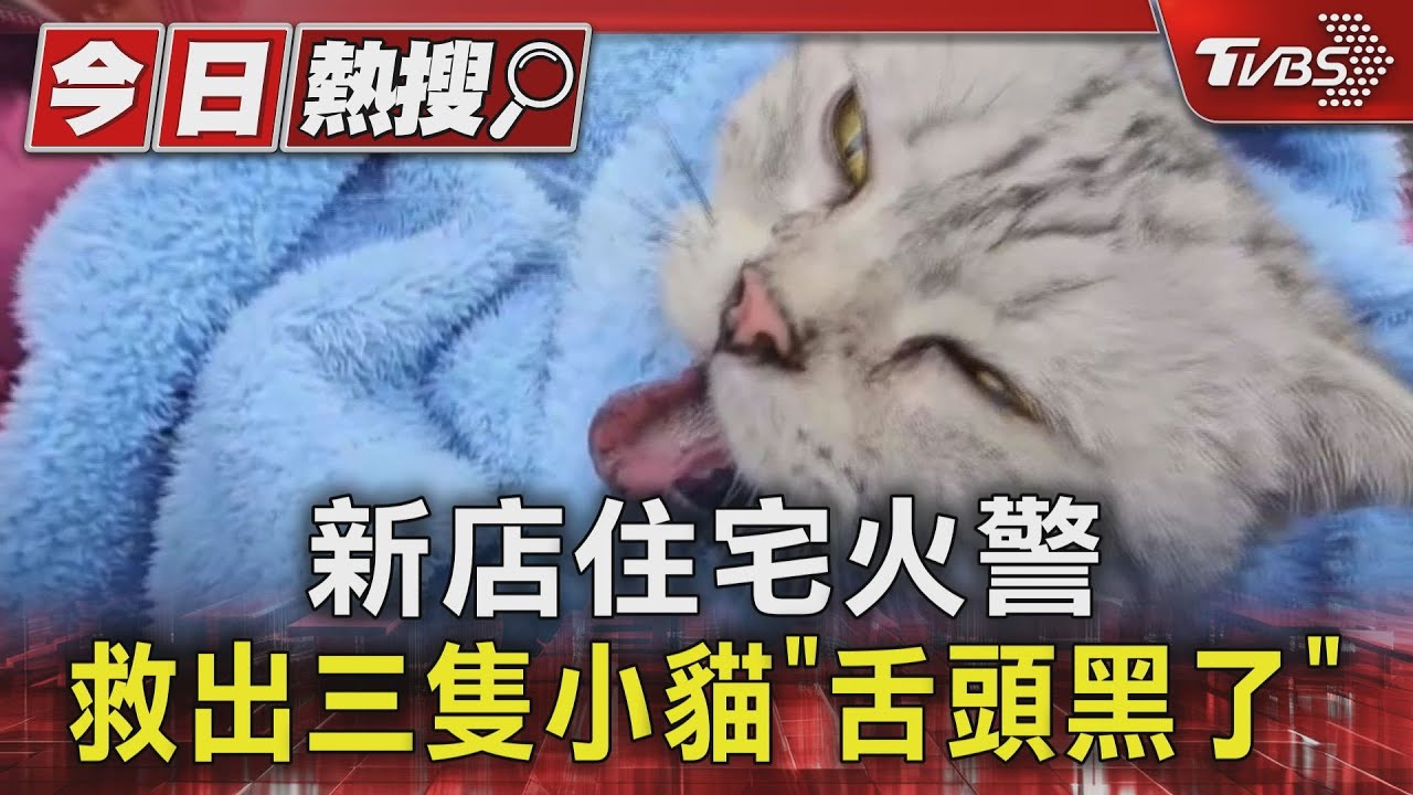 新店住宅火警　救出三隻小貓「舌頭黑了」