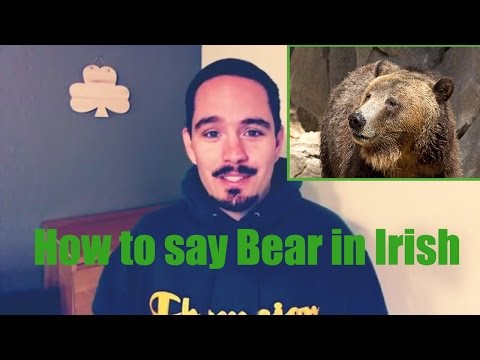 How to say bear in Irish Gaelic