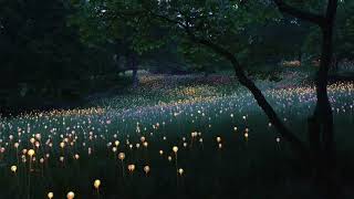 Fog Lake - Lost Love Letters