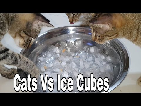 Funny Cats Vs Ice Cubes