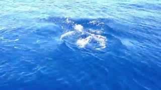 preview picture of video 'Δελφινια στο ΜΑΡΑΘΙΑ - ΕΛΙΚΑ. Dolphins ΙΝ Greece Marathias,Εlika'