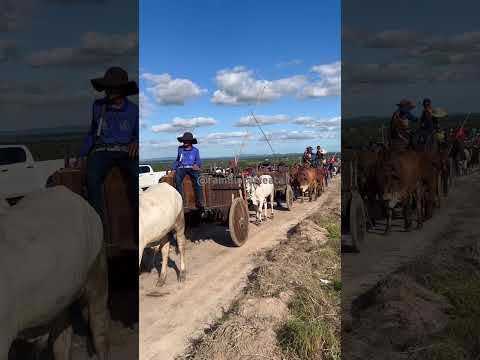 Carreata em Inhapi, Alagoas 🐂🌵 #carrodeboi