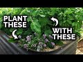 Why Companion Planting Works (The Science Behind The Magic)
